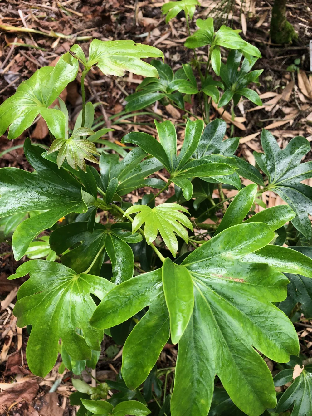Schefflera arboricola 'Mapleleaf' — Vintage Green Farms with Tom